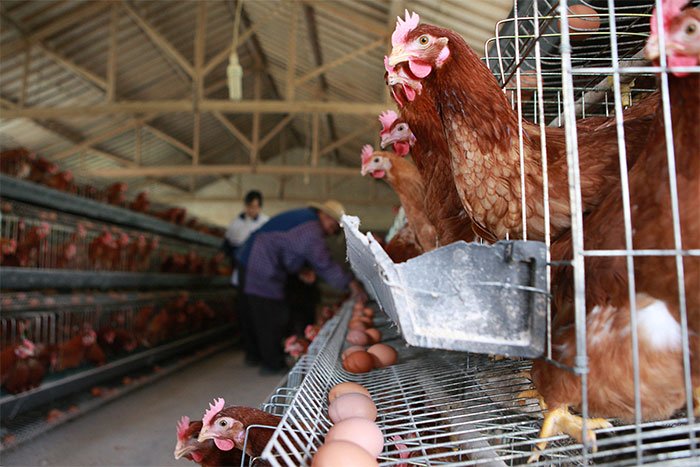 Picture 1 of The 'apocalyptic virus' from industrial chicken can 'color' half of the world's population