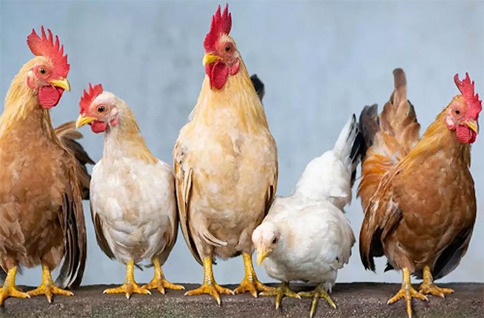 Picture 2 of The 'apocalyptic virus' from industrial chicken can 'color' half of the world's population