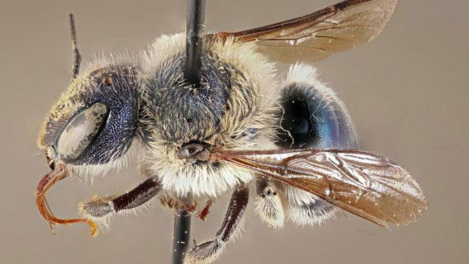 Picture 1 of The blue-green beetle that became extinct reappeared after 4 years
