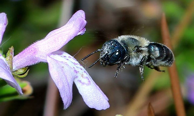 Picture 2 of The blue-green beetle that became extinct reappeared after 4 years