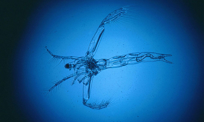 Picture 1 of The 'devil flea' brings mercury into the human food chain