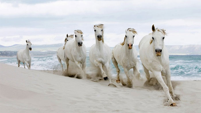 Picture 1 of The famous horse in Vietnamese history