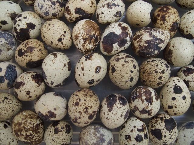 Picture 3 of The great benefits of quail eggs