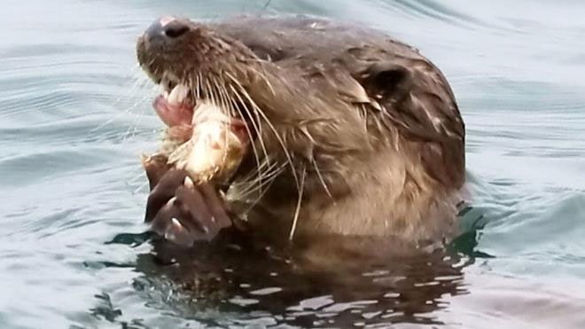 The 'killing machine' helps otter to make rare blind fish meat Picture 1