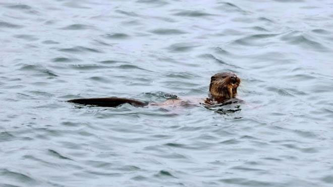 The 'killing machine' helps otter to make rare blind fish meat Picture 2