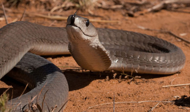 Picture 2 of The king cobra dies with extremely poisonous black Mamba: Does the owner of the 'kiss of death' win?