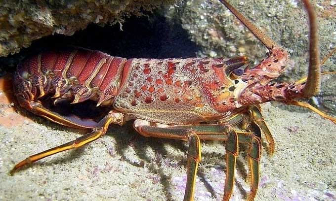 Picture 1 of The lobster makes a buzzing sound up to 3km away