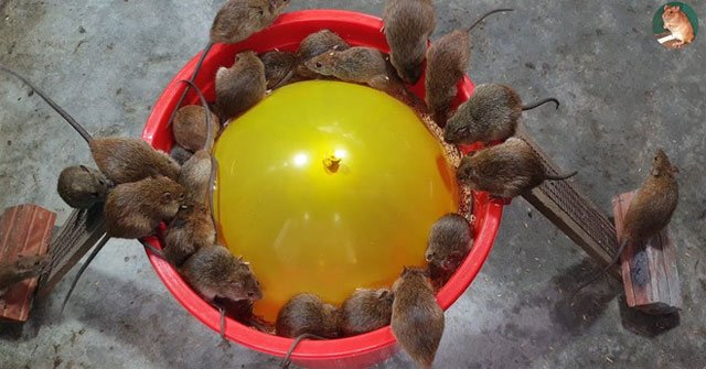 The mice were all trapped at the same time because of a balloon