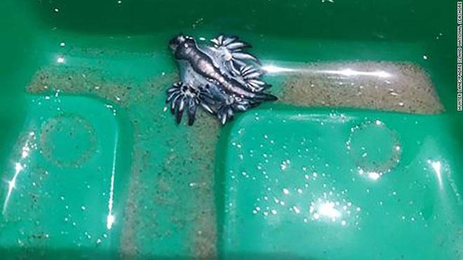 Picture 1 of The rare 'blue dragon' washed up on the Texas coast