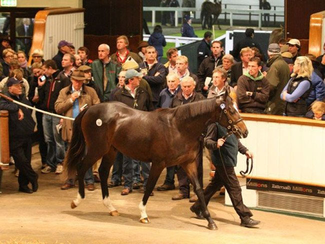 Picture 4 of The record in the horse world