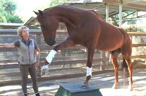 Picture 5 of The record in the horse world