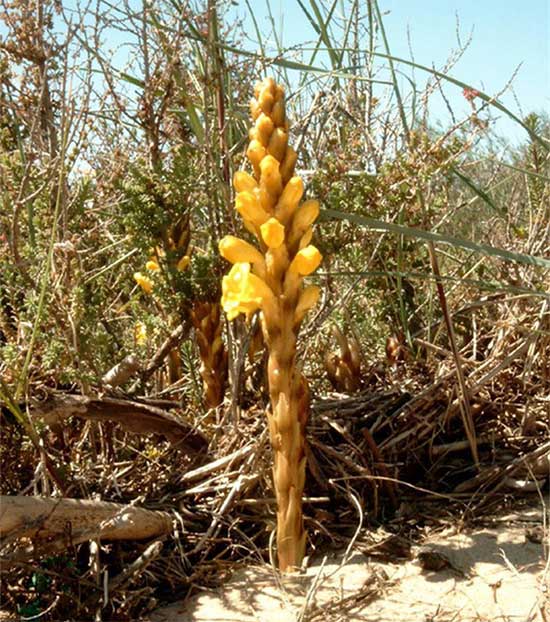 Picture 2 of The secret of the spring god elixir of Vo Tac Thien makes posterity terrify