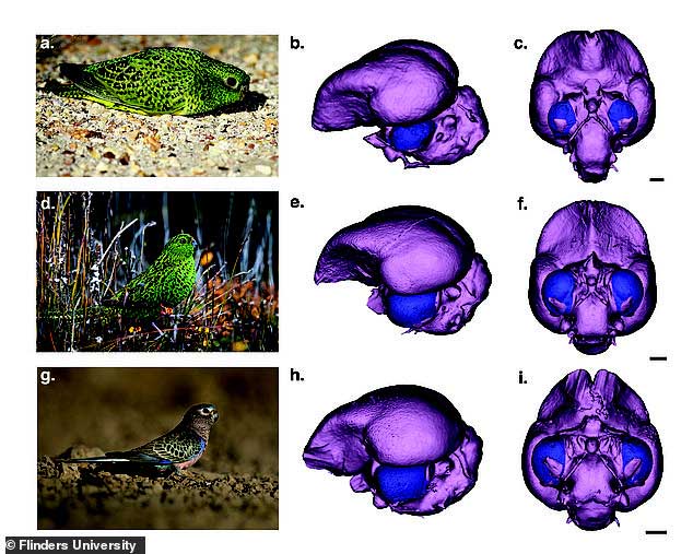Picture 2 of The super rare parrot is causing scientists to give up 'why is it going to go extinct'?