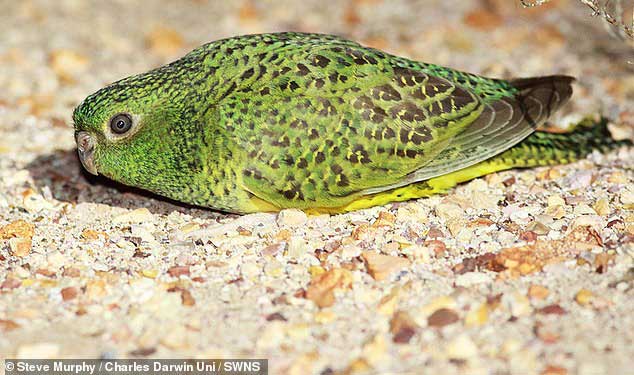 Picture 3 of The super rare parrot is causing scientists to give up 'why is it going to go extinct'?