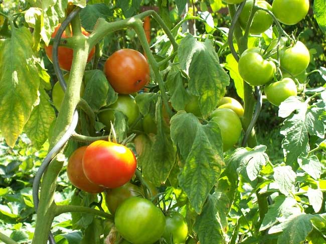 Picture 1 of The toxins from plant food