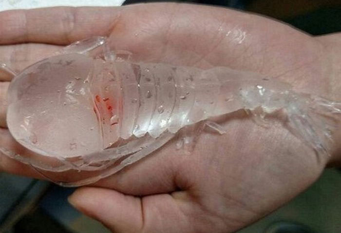 Picture 1 of The transparent creature confused people, turned out not to be a shrimp and had a talent for hiding
