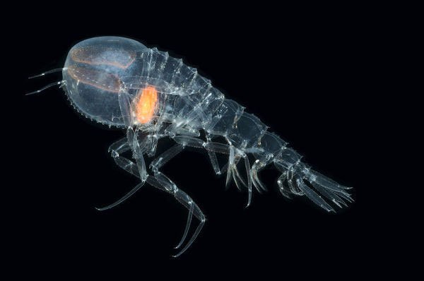 Picture 3 of The transparent creature confused people, turned out not to be a shrimp and had a talent for hiding