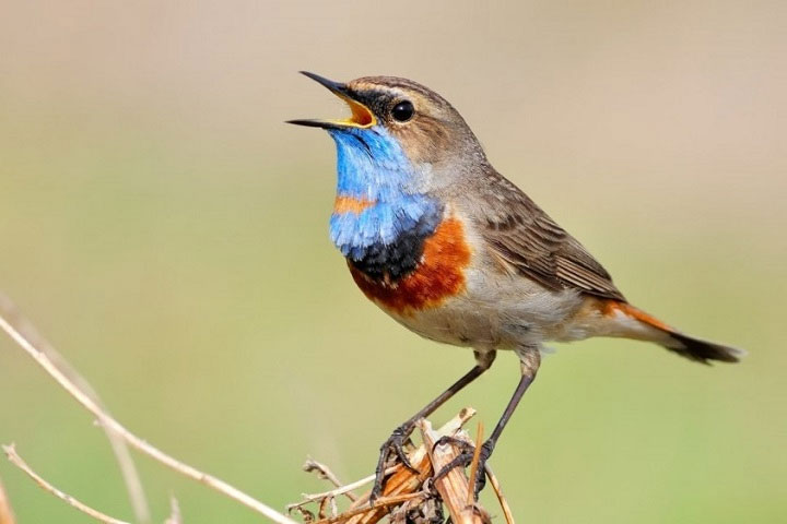 The unexpected meaning behind the singing of birds