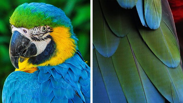 Picture 3 of There is only one animal in the world that is blue - why is this color so rare?
