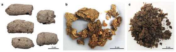 This is a way to tell if a '7,000 year old manure' belongs to a dog or prehistoric person Picture 2