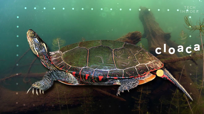 Picture 4 of This is what is inside the shell of a turtle and ensures you will be very surprised