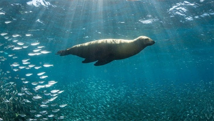 Picture 1 of Thousands of species fled to the Earth's poles because of the warming climate