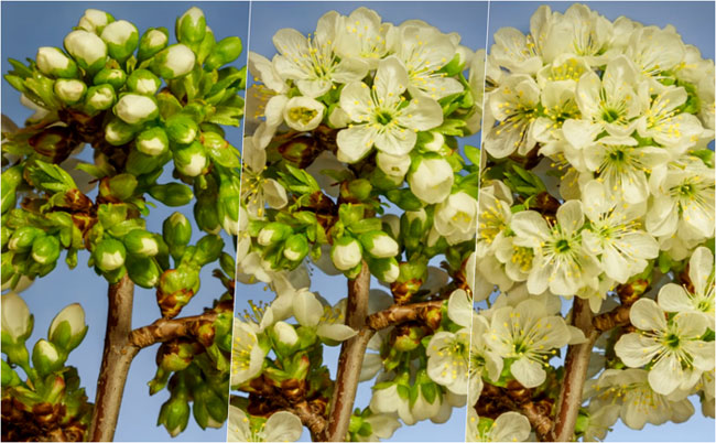 Picture 1 of Timelapse videos of blooming flowers are made from more than 39,000 photos