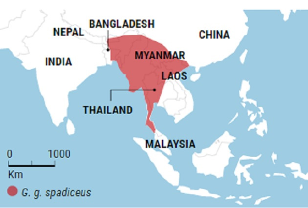 Picture 2 of Today's domesticated chickens have been domesticated from red pheasant in Southeast Asia