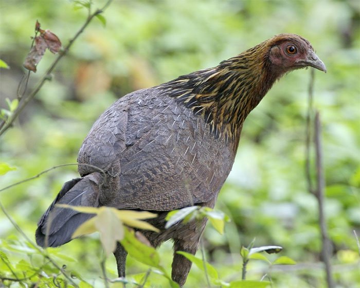 Picture 4 of Today's domesticated chickens have been domesticated from red pheasant in Southeast Asia