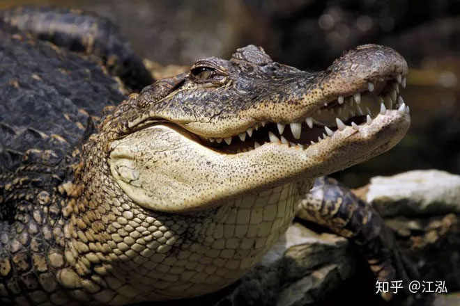 Picture 5 of Tyrannosaurus Tyrannosaurus relies on her sixth sense to 'love'?