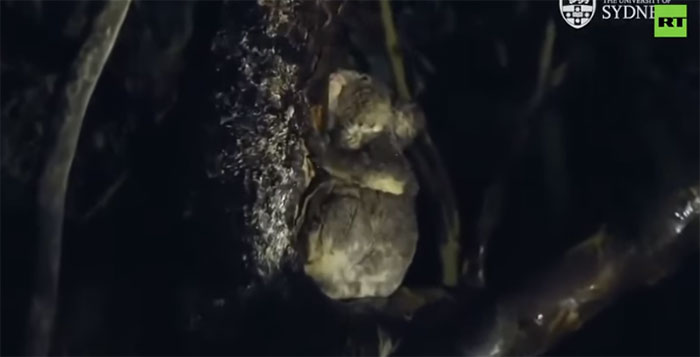 Unexpected discovery of koala species drinking water from tree Picture 1