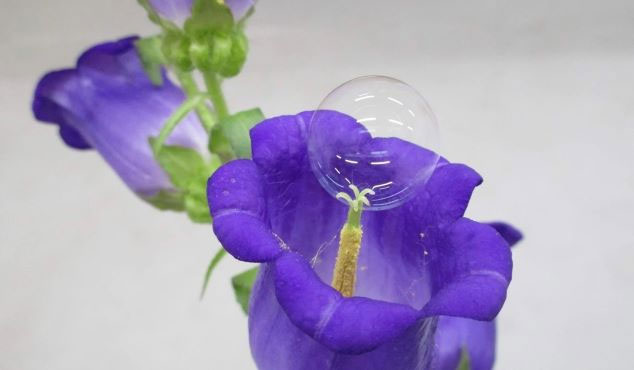 Picture 3 of Unique idea of ​​using pollen soap bubbles for flowers
