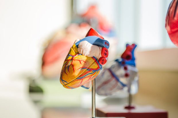 Very interesting secrets about the heart and blood that you have not known for years Picture 3