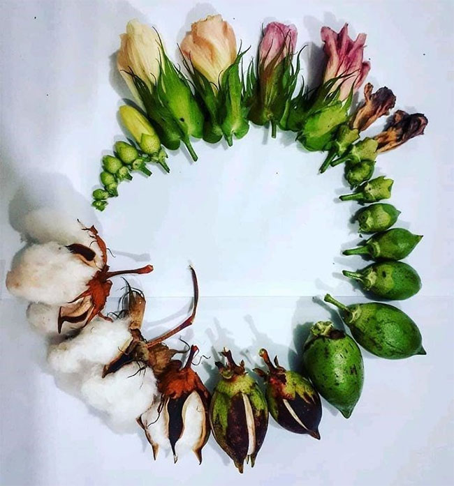 Vivid and stunning photos of the creature's life cycle Picture 1