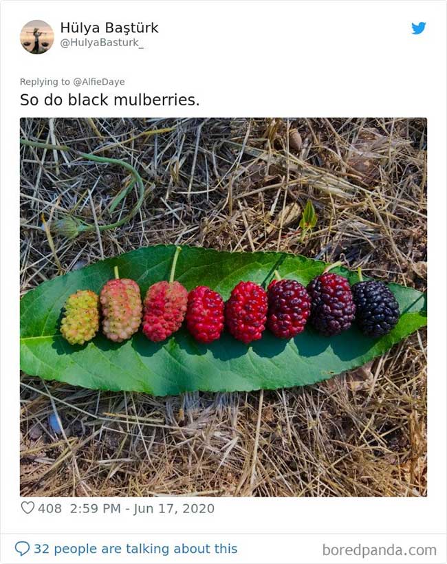 Vivid and stunning photos of the creature's life cycle Picture 10