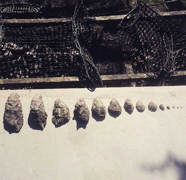 Vivid and stunning photos of the creature's life cycle Picture 11