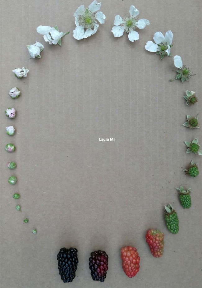 Vivid and stunning photos of the creature's life cycle Picture 14