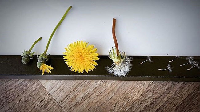 Vivid and stunning photos of the creature's life cycle Picture 15