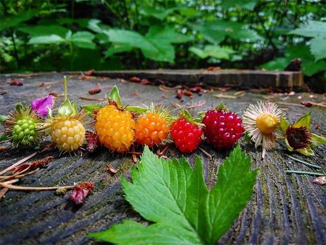 Vivid and stunning photos of the creature's life cycle Picture 17