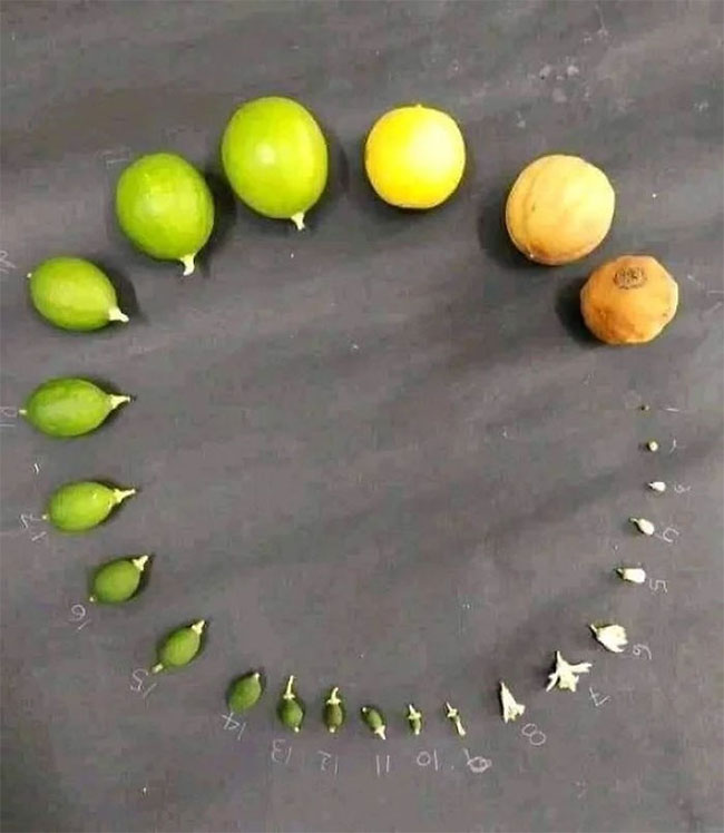 Vivid and stunning photos of the creature's life cycle Picture 8