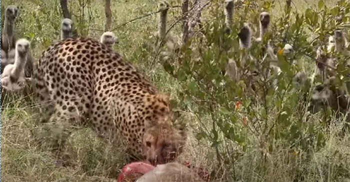 Vultures surround the looting of hunting leopards Picture 1