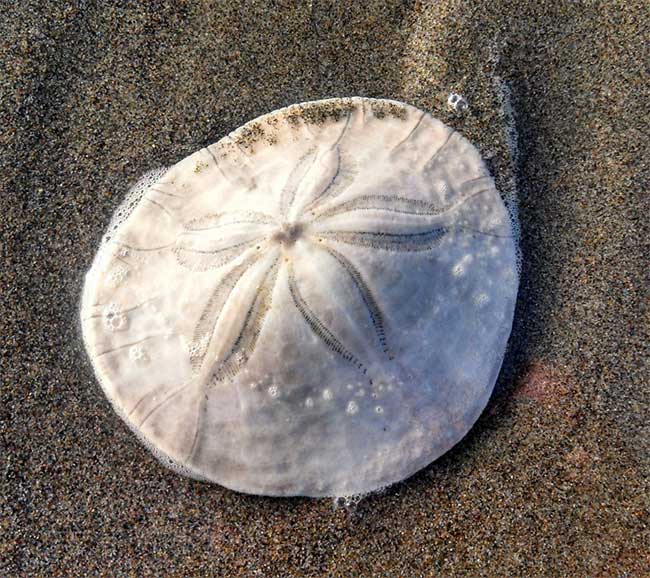What is sand dollars? Would you be rich if you owned a lot of dollars of sand? Picture 3