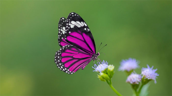 Where is the taste of butterfly? The most accurate answer surprises you Picture 1