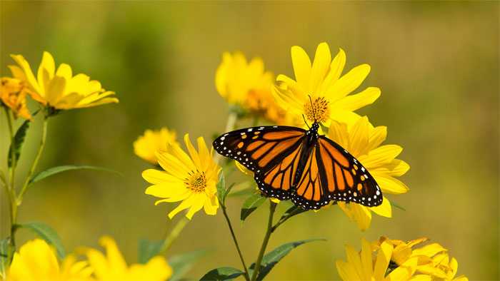 Where is the taste of butterfly? The most accurate answer surprises you Picture 2