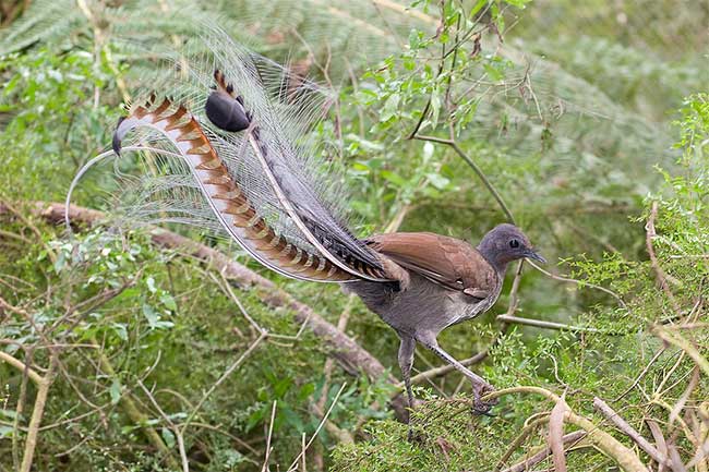 Picture 1 of Which species can memorize and 'mimic' the cry of 20 different animals?