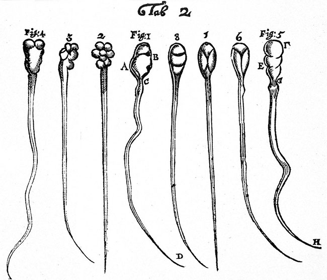 Picture 3 of Who was the first to discover sperm?