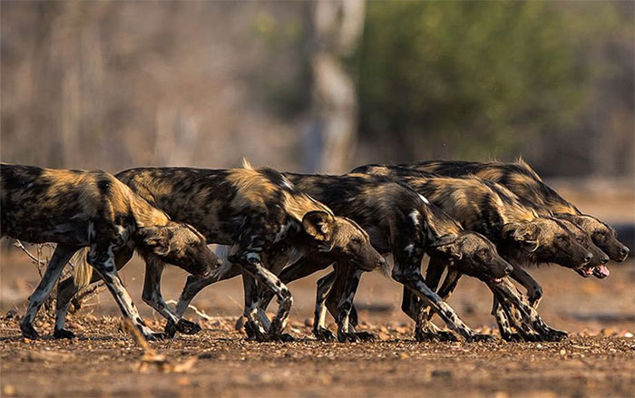 Picture 2 of Why are African wild dogs considered 'the best hunters'?