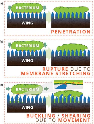 Picture 5 of Why are cicada's fragile wings a nightmare for all bacteria?