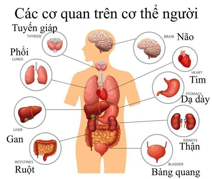 Picture 2 of Why are some organs in the body renewable, and others are not?