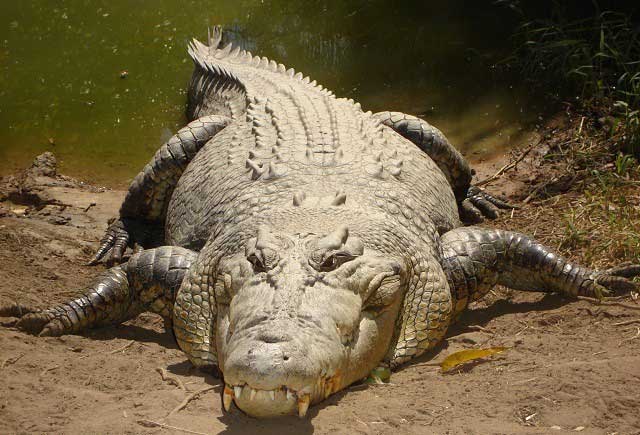 Picture 1 of Why can crocodiles 'meat' enemies even when sleeping?